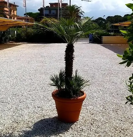 Danio House Appartamento Lido di Camaiore